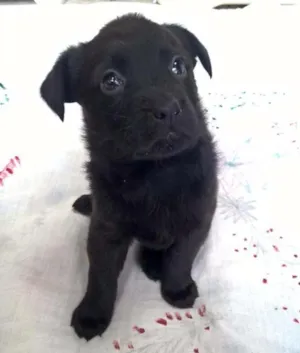 Cachorro raça SRD idade Abaixo de 2 meses nome Filhotes