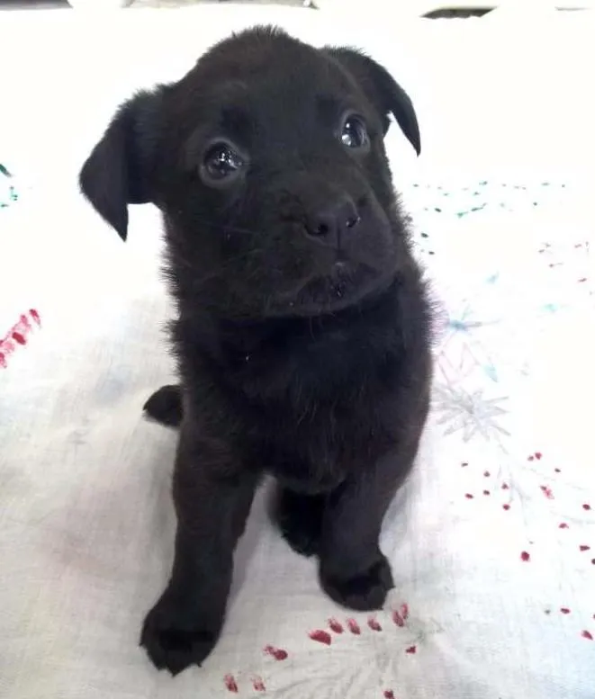 Cachorro ra a SRD idade Abaixo de 2 meses nome Filhotes