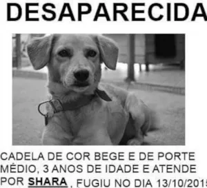 Cachorro raça mestiça (labrador) idade 3 anos nome Shara 