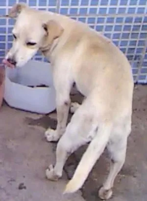 Cachorro raça SRD idade 1 ano nome Severino