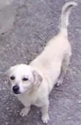 Raposinha