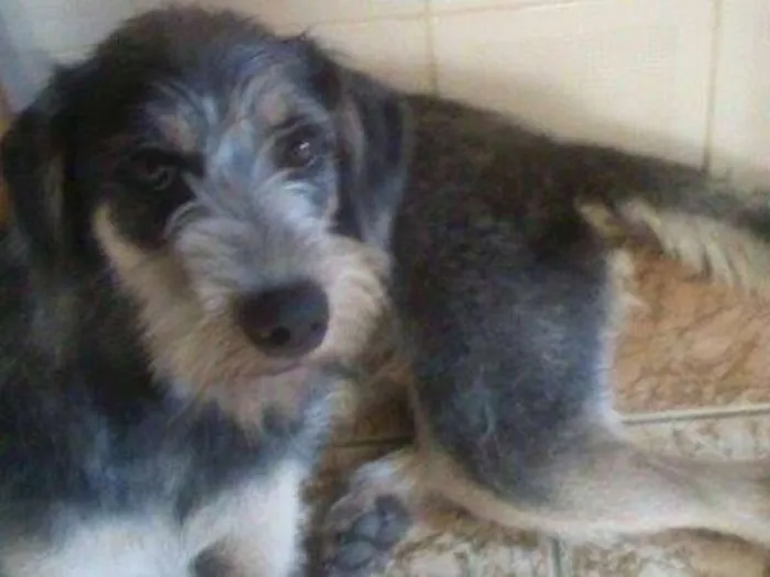 Cachorro ra a SRD idade 3 anos nome Tomb
