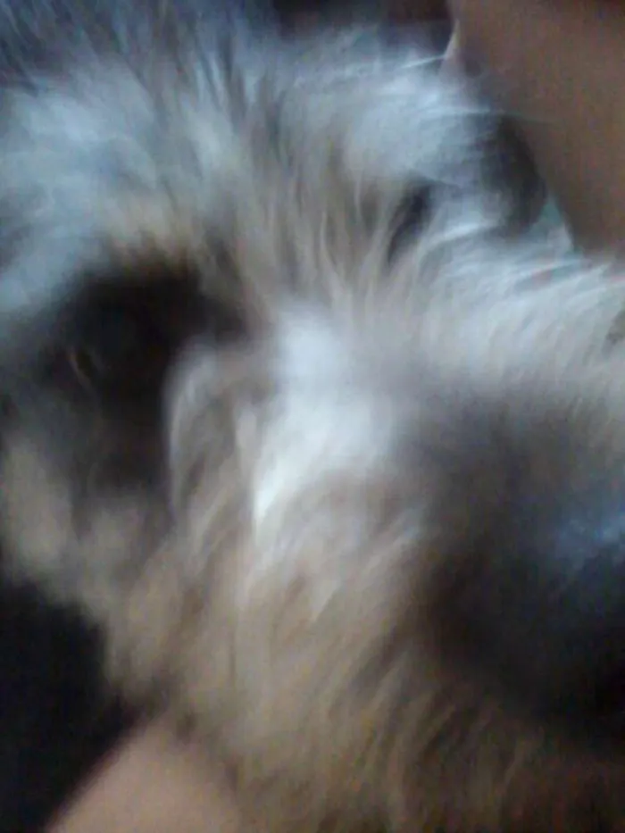 Cachorro ra a SRD idade 3 anos nome Tomb