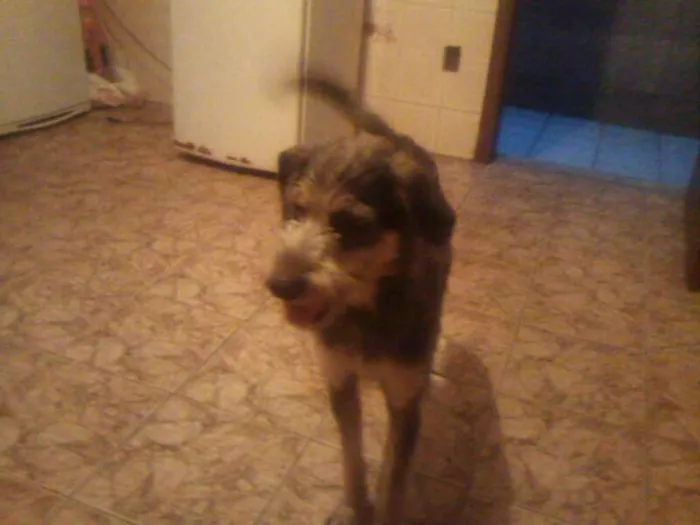 Cachorro ra a SRD idade 3 anos nome Tomb