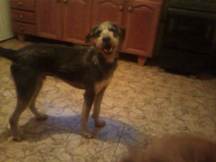 Cachorro ra a SRD idade 3 anos nome Tomb