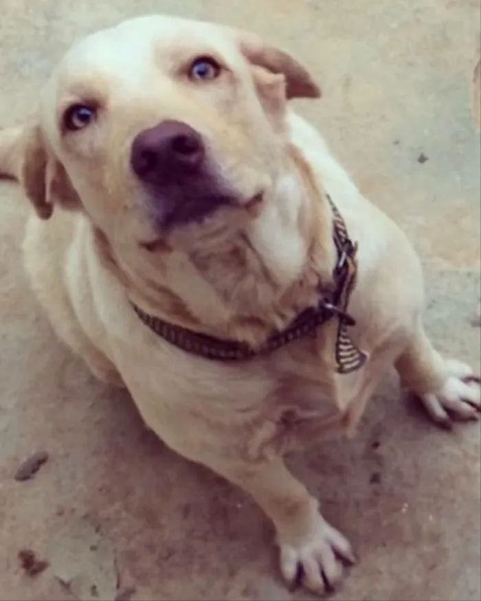 Cachorro ra a Labrador idade 2 anos nome Colina 