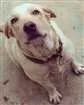 Cachorro raça Labrador idade 2 anos nome Colina 