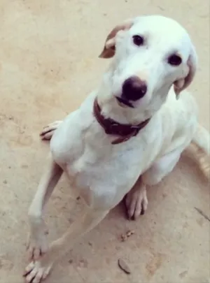 Cachorro raça SRD idade 1 ano nome Dara