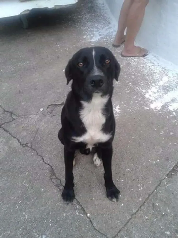 Cachorro ra a SRD idade 2 anos nome HULK