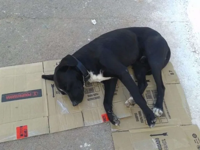 Cachorro ra a SRD idade 2 anos nome HULK