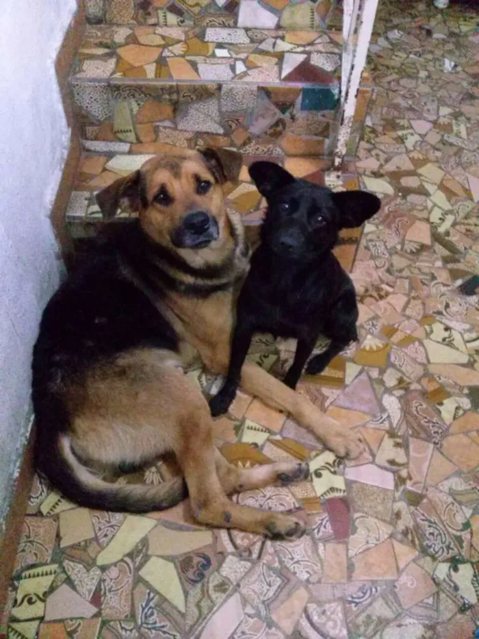 Cachorro ra a SRD idade 2 anos nome ROMEU E JULIETA
