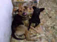 ROMEU E JULIETA