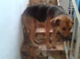 ROMEU E JULIETA