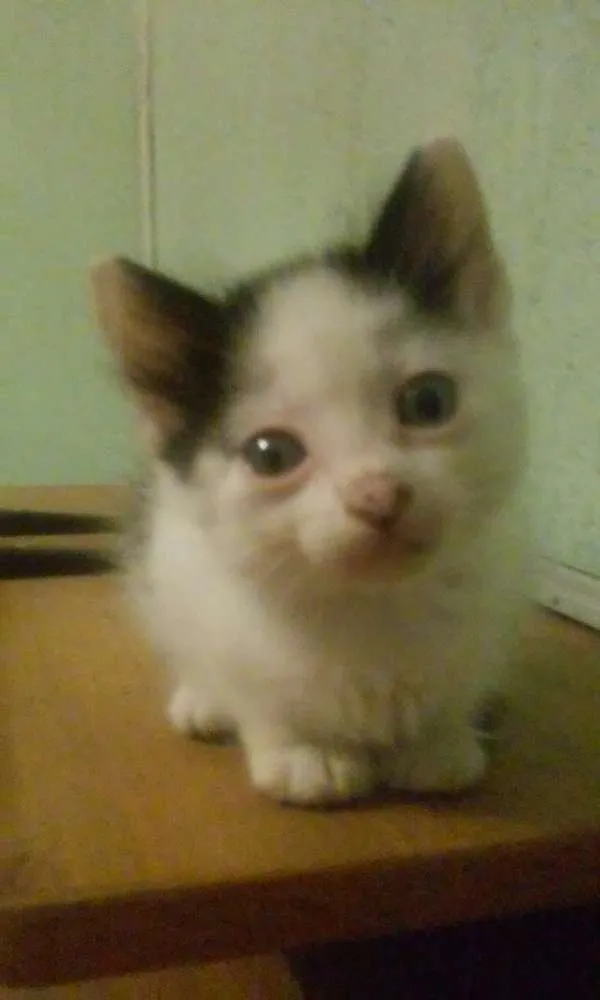 Gato ra a Srd idade Abaixo de 2 meses nome Pudim