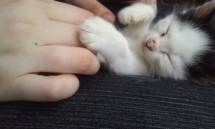 Gato ra a Srd idade Abaixo de 2 meses nome Pudim
