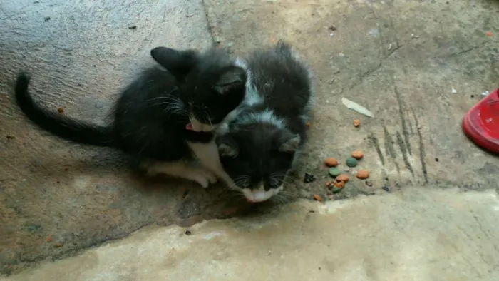 Gato ra a  idade Abaixo de 2 meses nome sem_nome