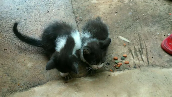 Gato ra a  idade Abaixo de 2 meses nome sem_nome