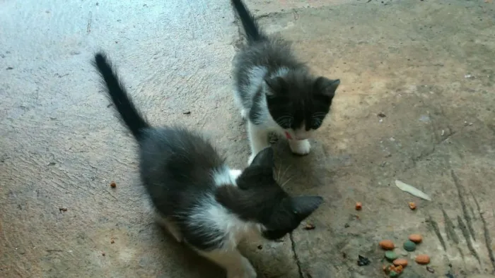 Gato ra a  idade Abaixo de 2 meses nome sem_nome