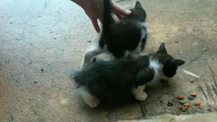 Gato ra a  idade Abaixo de 2 meses nome sem_nome