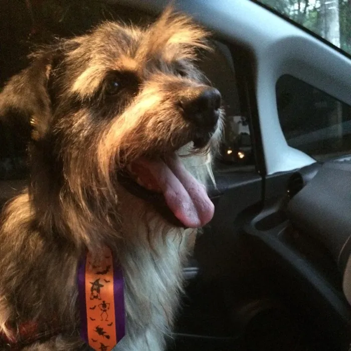 Cachorro ra a SRD idade 6 ou mais anos nome Maloca