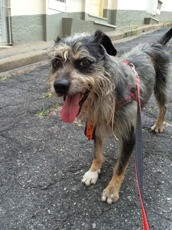 Cachorro ra a SRD idade 6 ou mais anos nome Maloca