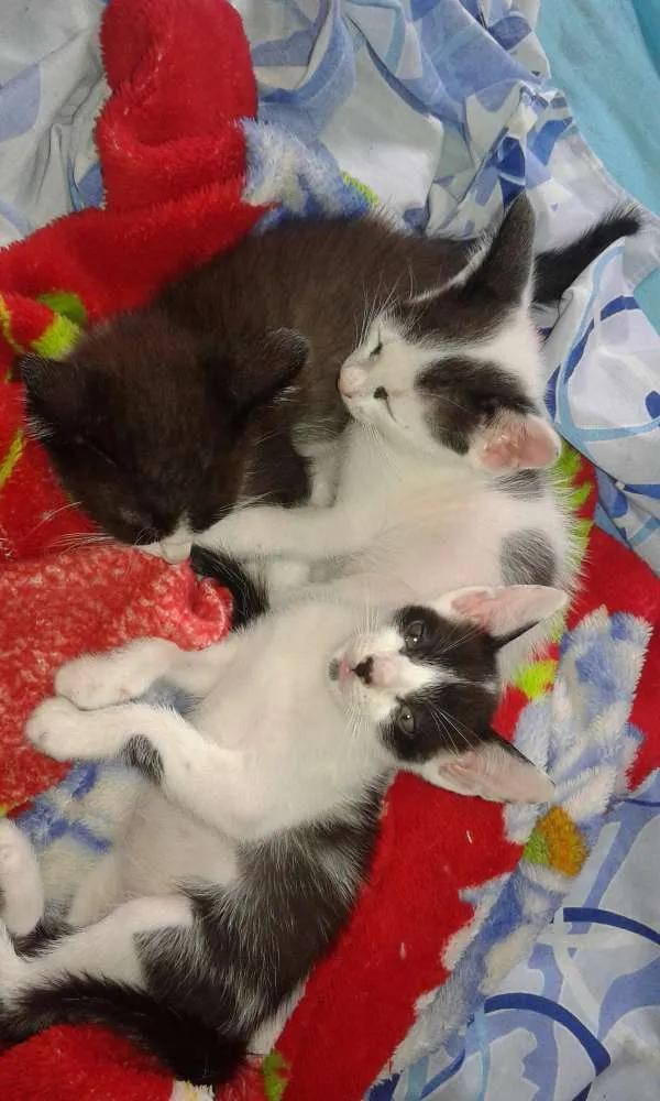 Gato raça Vira lata idade 2 a 6 meses nome Huguinho