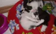 Huguinho