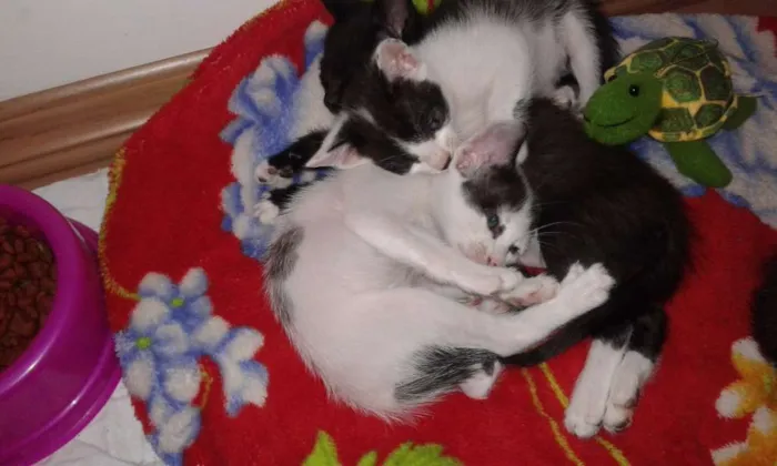 Gato raça Vira lata idade 2 a 6 meses nome Huguinho