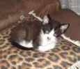 Huguinho