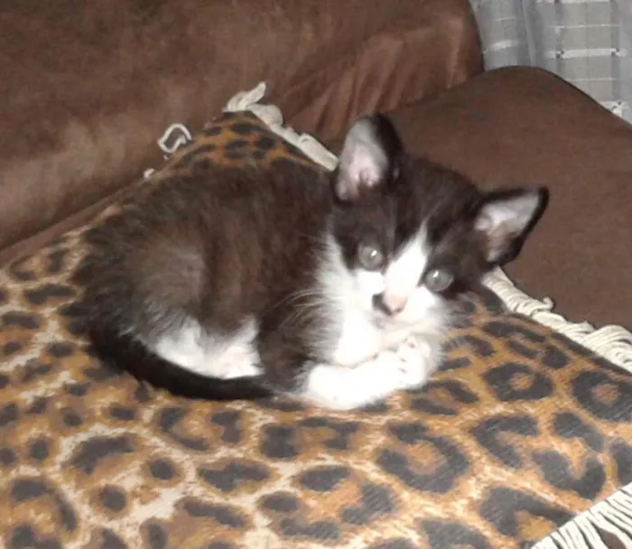 Gato raça Vira lata idade 2 a 6 meses nome Huguinho