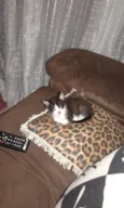 Huguinho