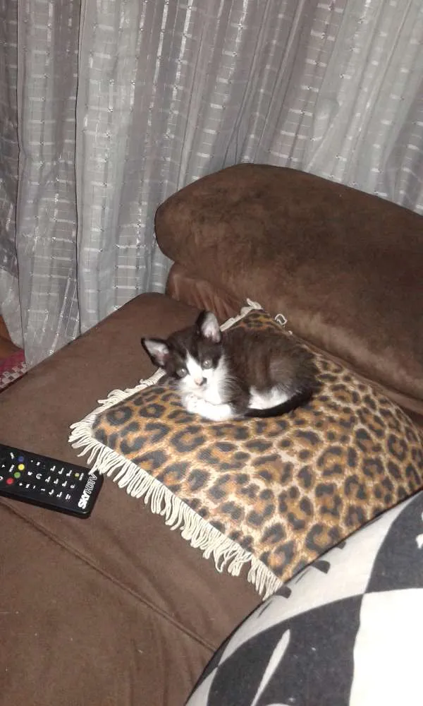 Gato raça Vira lata idade 2 a 6 meses nome Huguinho