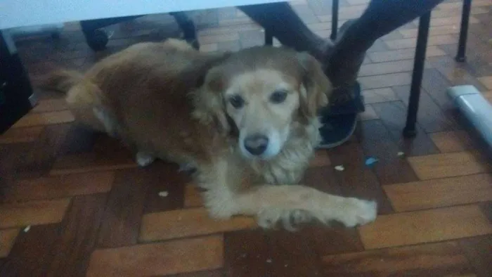 Cachorro ra a vira lata idade 4 anos nome bily