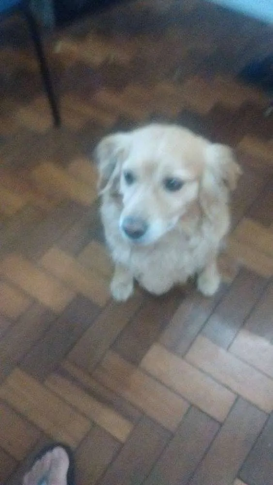 Cachorro ra a vira lata idade 4 anos nome bily