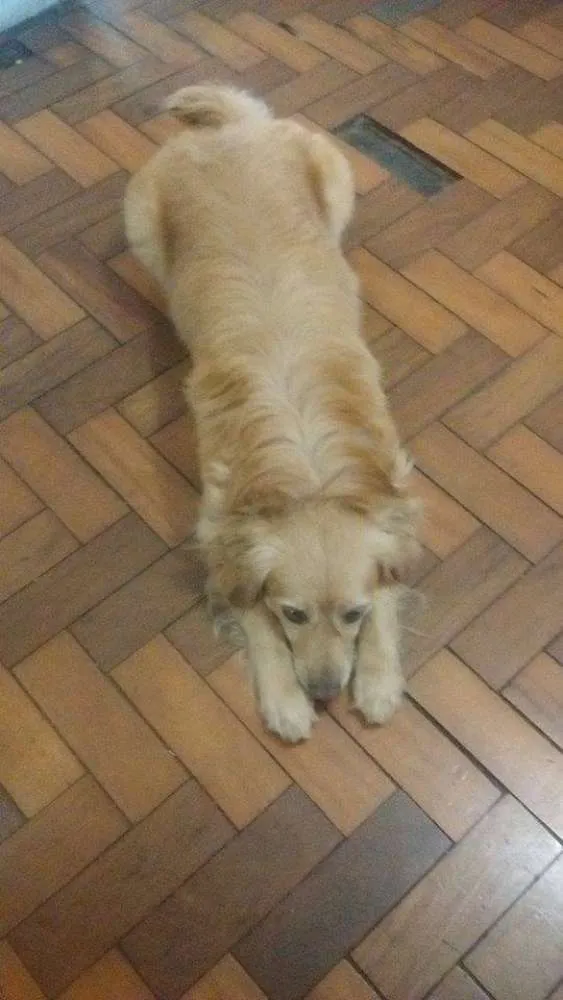 Cachorro ra a vira lata idade 4 anos nome bily