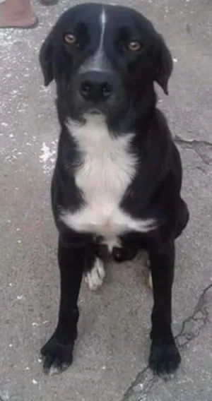 Cachorro raça SRD idade 2 anos nome HULK