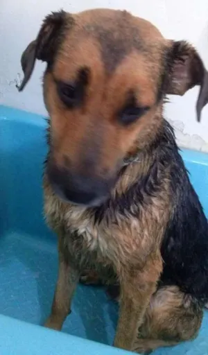 Cachorro raça SRD idade 2 anos nome ROMEU E JULIETA
