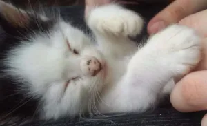 Gato raça Srd idade Abaixo de 2 meses nome Pudim