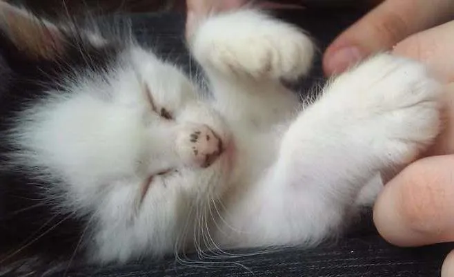 Gato ra a Srd idade Abaixo de 2 meses nome Pudim