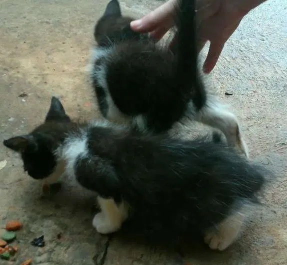 Gato ra a  idade Abaixo de 2 meses nome sem_nome