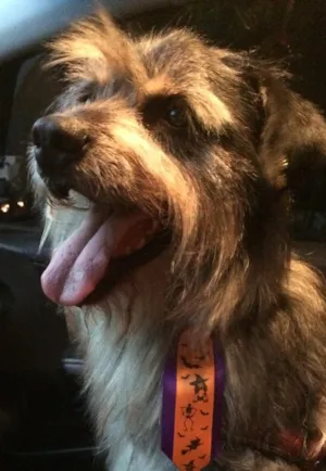 Cachorro raça SRD idade 6 ou mais anos nome Maloca