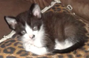 Gato raça Vira lata idade 2 a 6 meses nome Huguinho