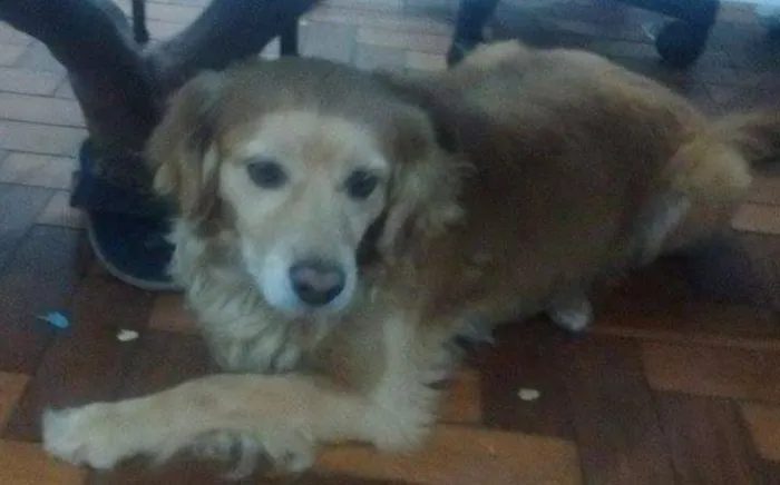 Cachorro ra a vira lata idade 4 anos nome bily
