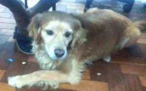 Cachorro raça vira lata idade 4 anos nome bily