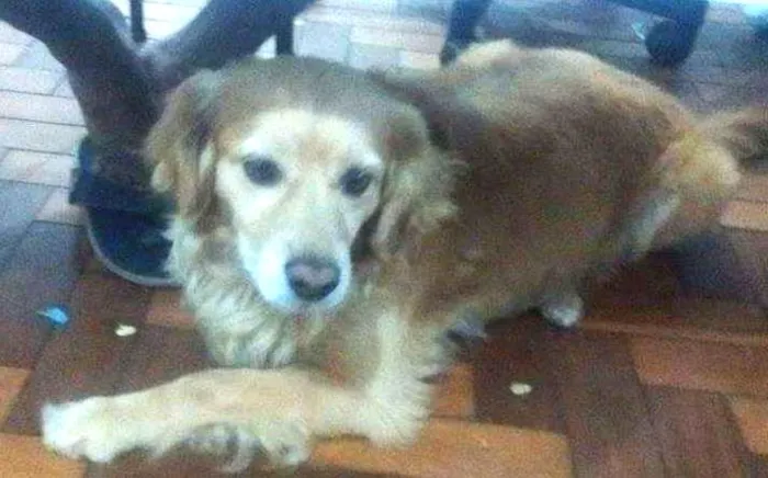 Cachorro ra a vira lata idade 4 anos nome bily