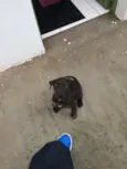 Cacá