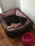 Cacá