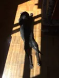 Cacá