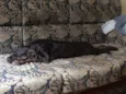 Cacá