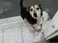 Tica